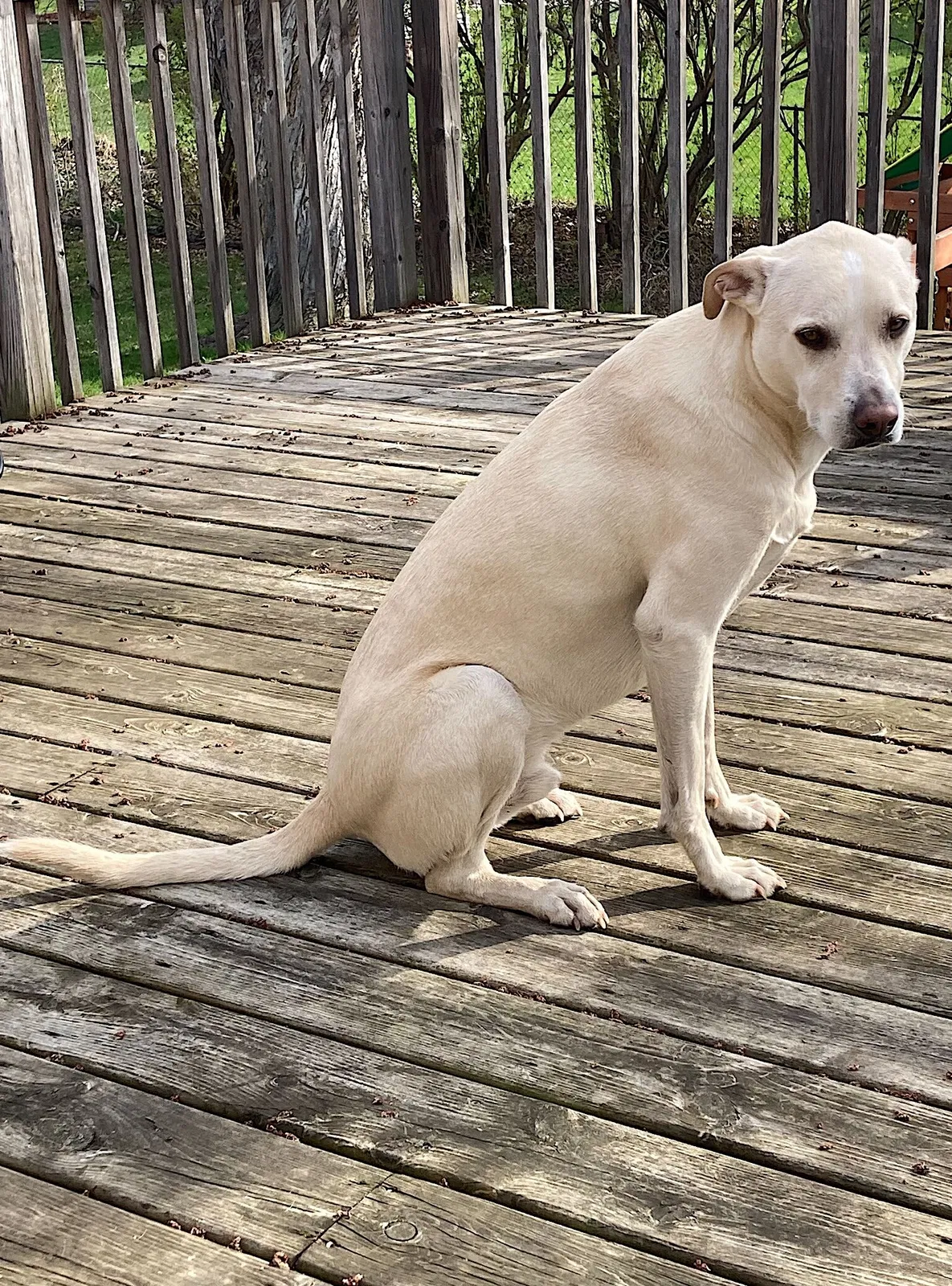 Lost dog in Minneapolis, MN, 55443