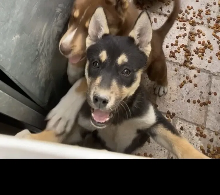 Lost dog in Los Angeles, CA, 90059