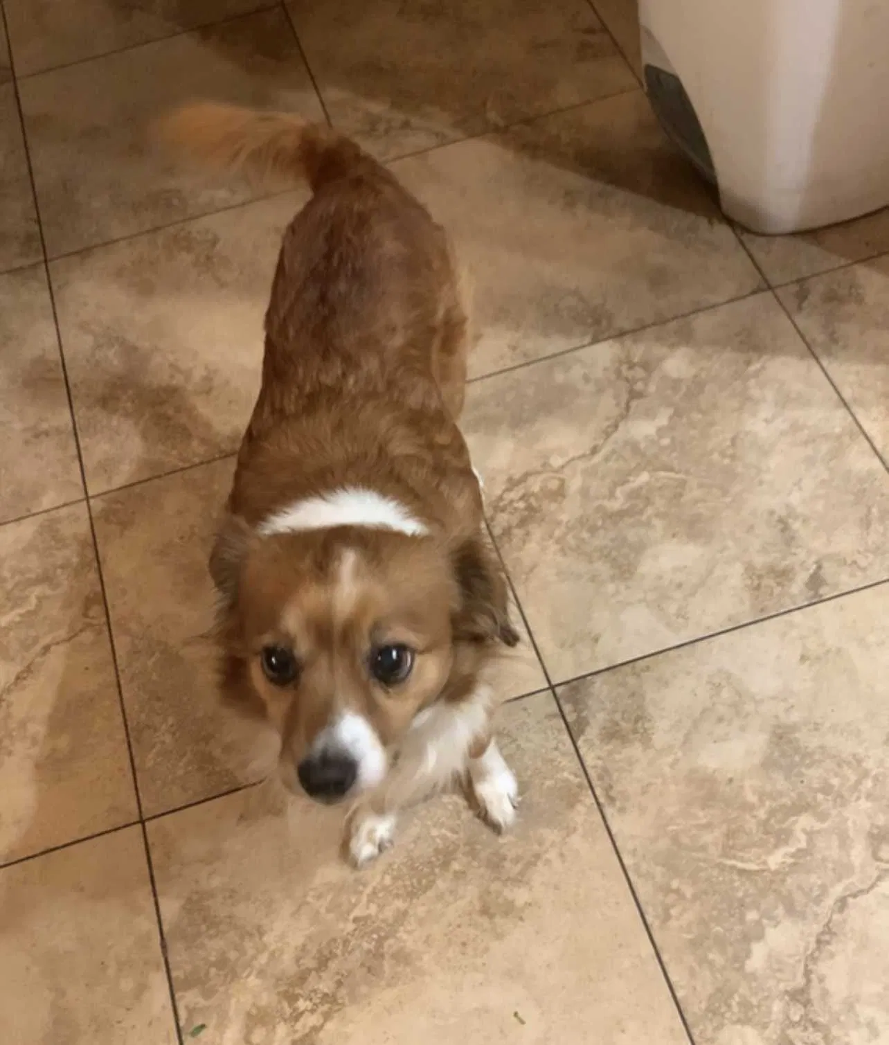 Lost dog in Diamond Bar, CA, 91765
