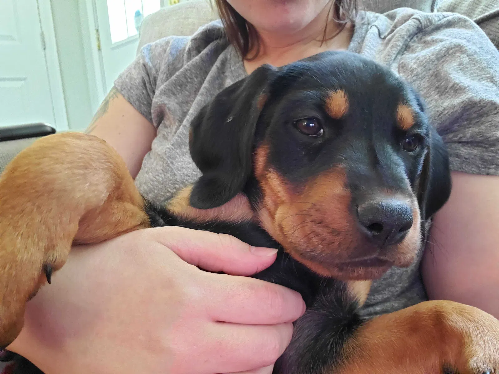 Lost dog in Lilburn, GA, 30047