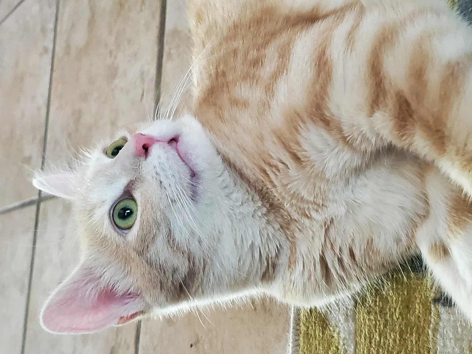 Lost cat in Vail, AZ, 85641