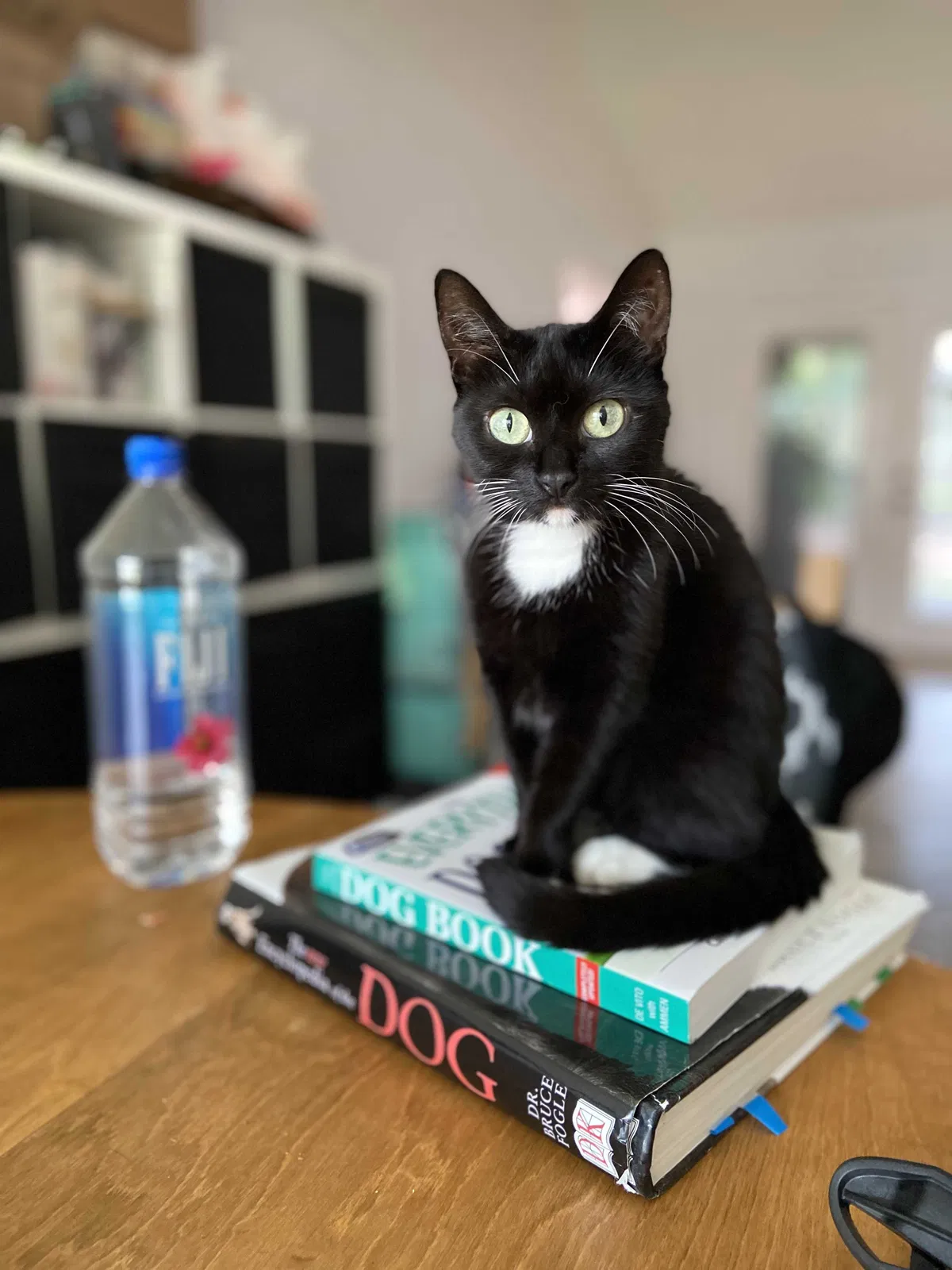 Lost cat in Georgetown, TX, 78628