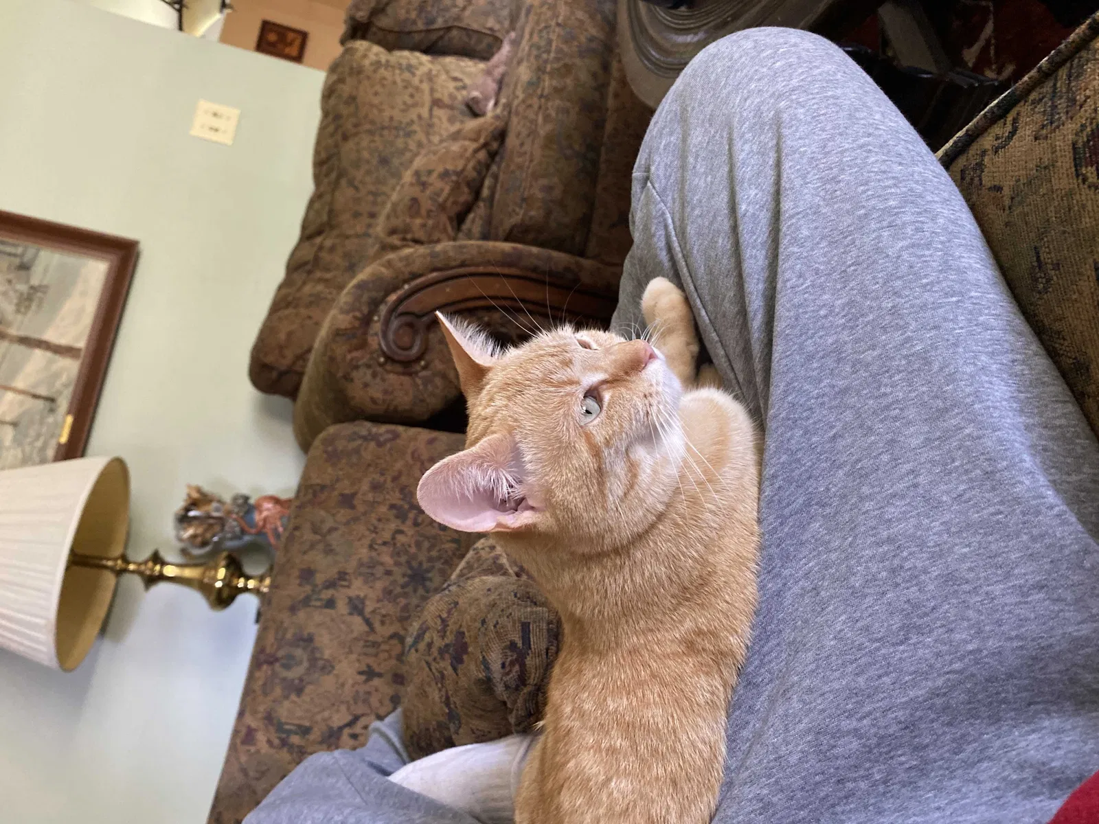 Lost cat in Cincinnati, OH, 45224
