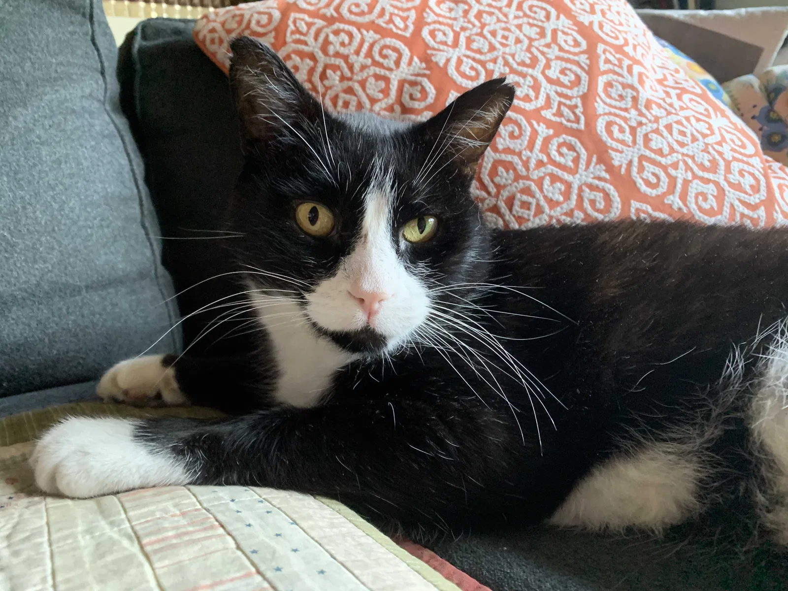Lost cat in Walnut Creek, CA, 94595