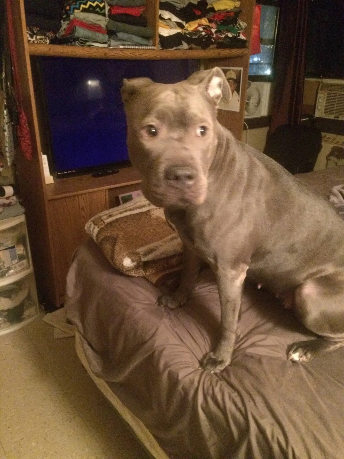 Lost dog in Bronx, NY, 10454