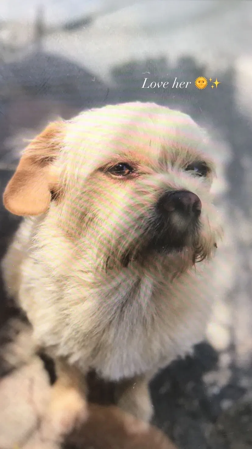Lost dog in Wilmington, CA, 90744