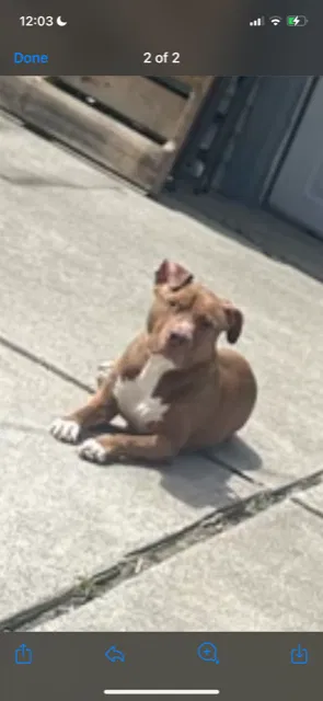 Lost dog in Redford, MI, 48239