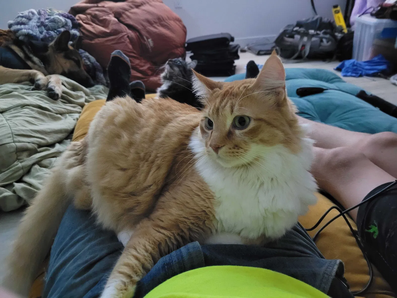 Lost cat in Hoodsport, WA, 98548