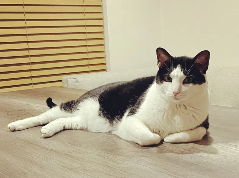 Lost cat in Conroe, TX, 77384