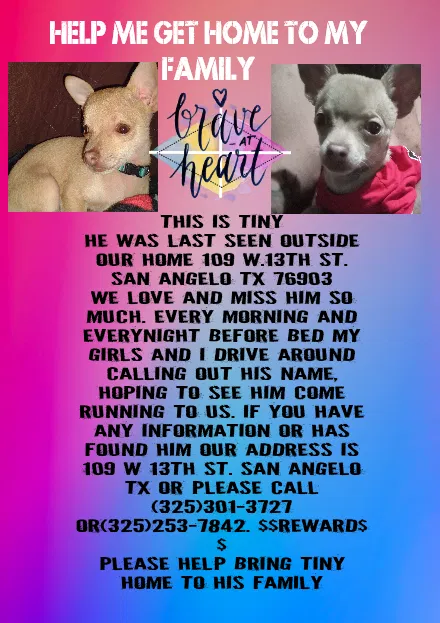Lost dog in San Angelo, TX, 76903
