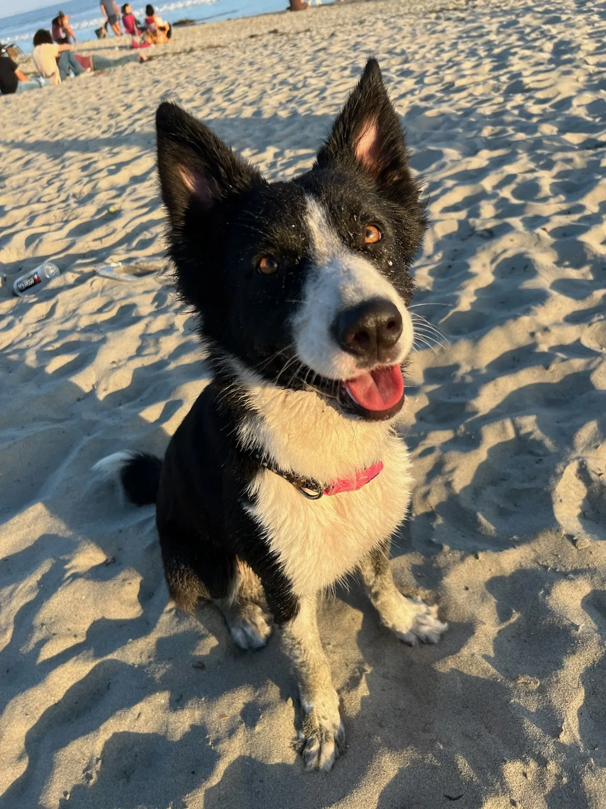 Lost dog in National City, CA, 91950
