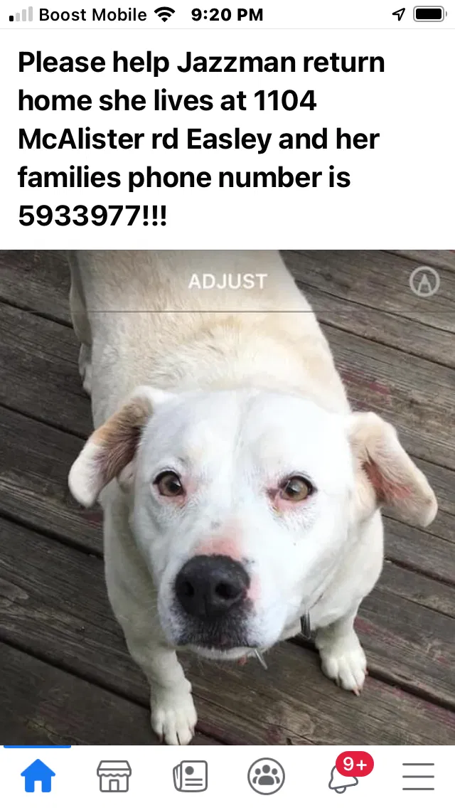 Lost dog in Easley, SC, 29642