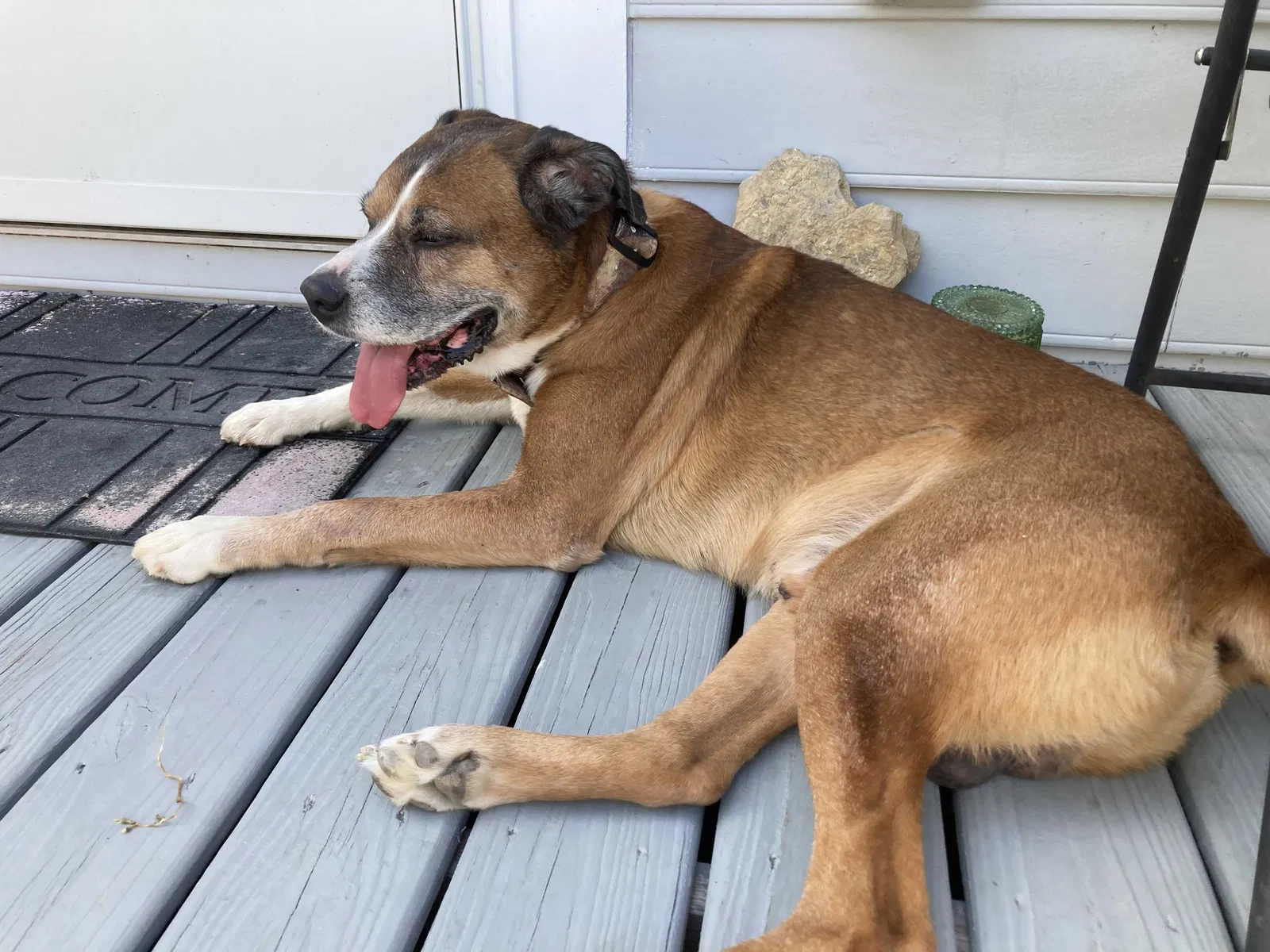 Found dog in Charlotte, TN, 37036