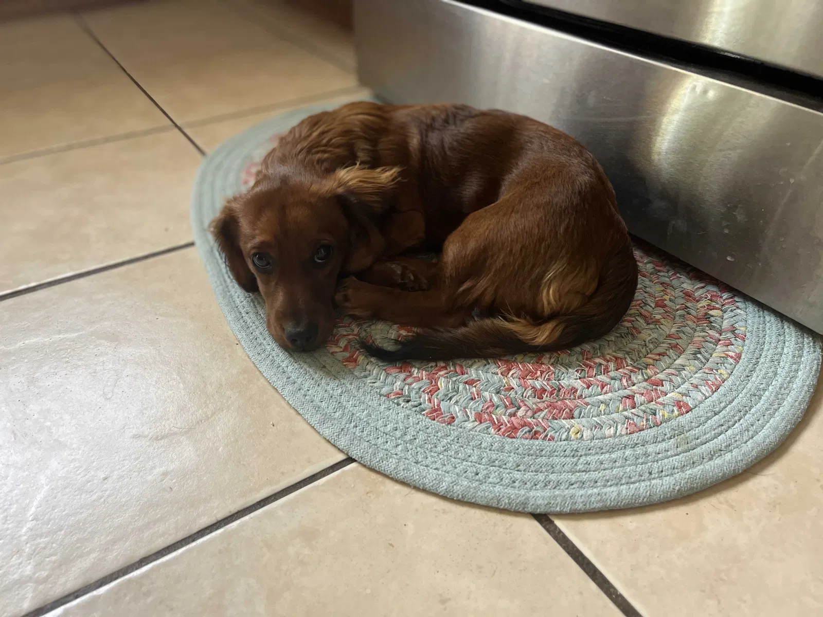Lost dog in Rio Rancho, NM, 87144