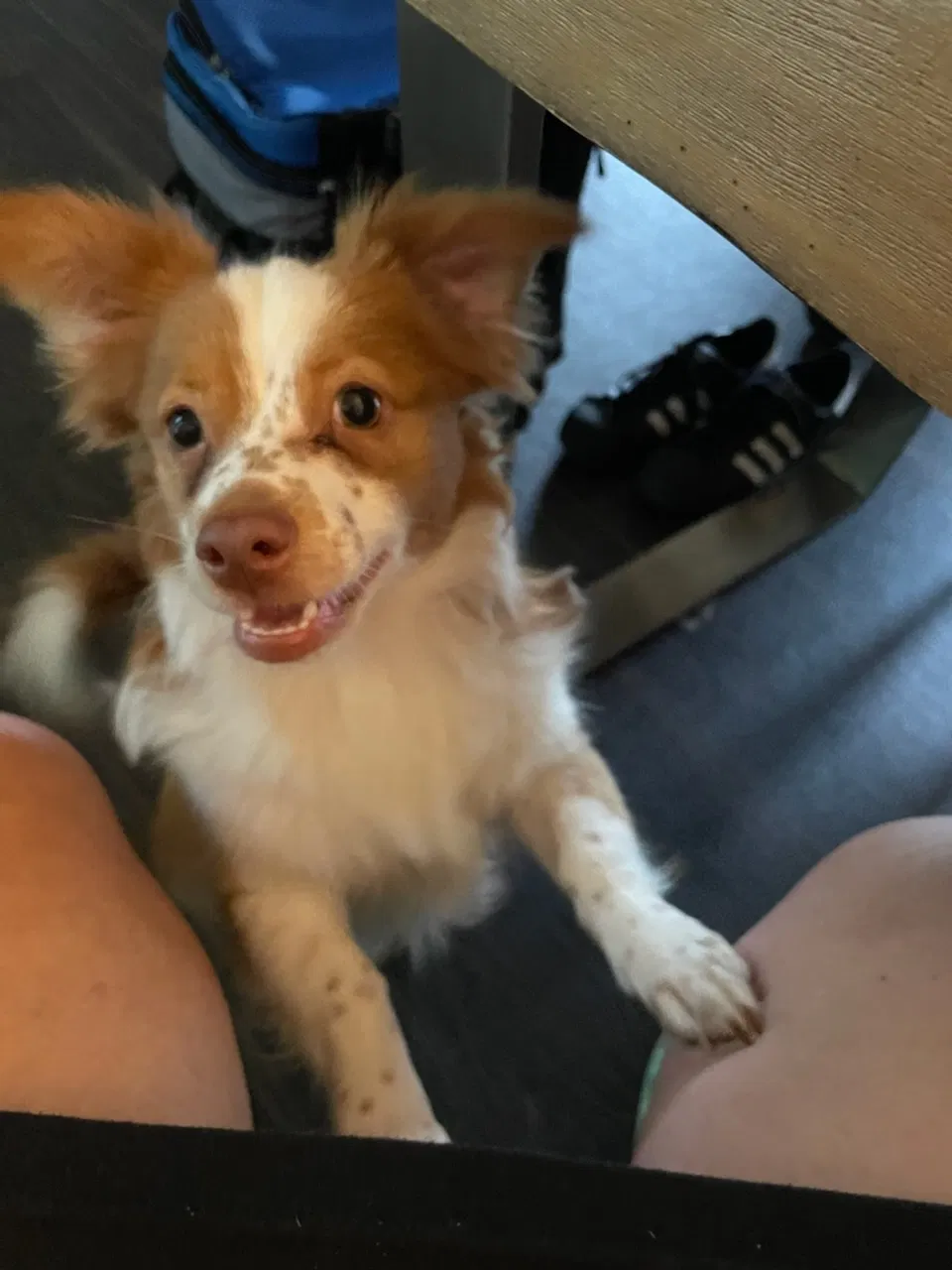 Lost dog in Winston Salem, NC, 27106