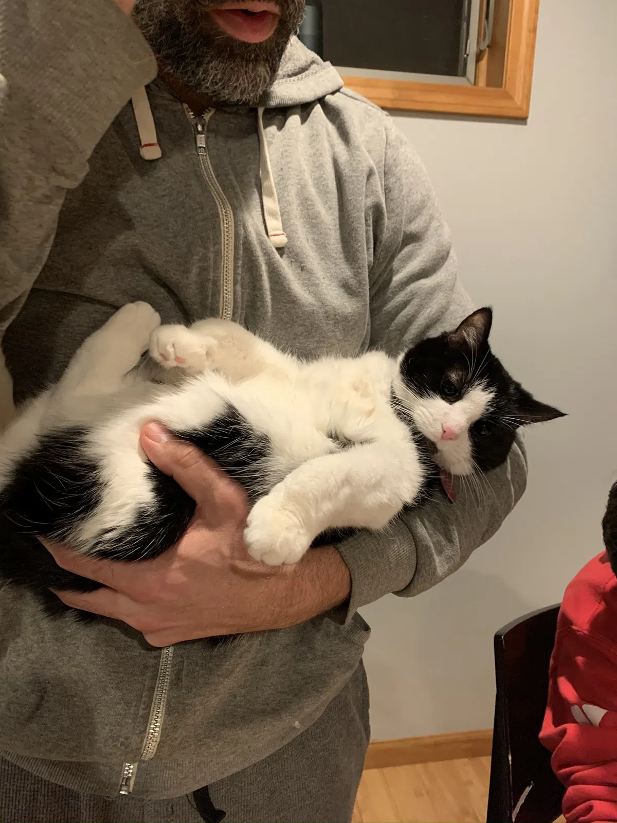 Lost cat in Ann Arbor, MI, 48103