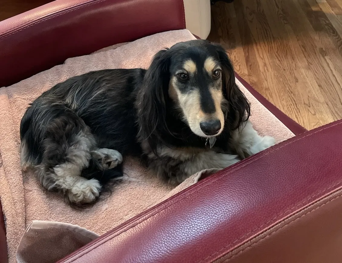 Lost dog in Prairie Village, KS, 66208