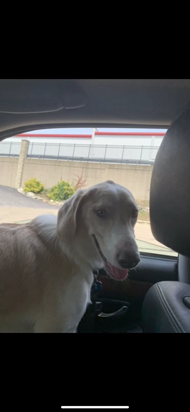 Lost dog in Kings Mills, OH, 45034