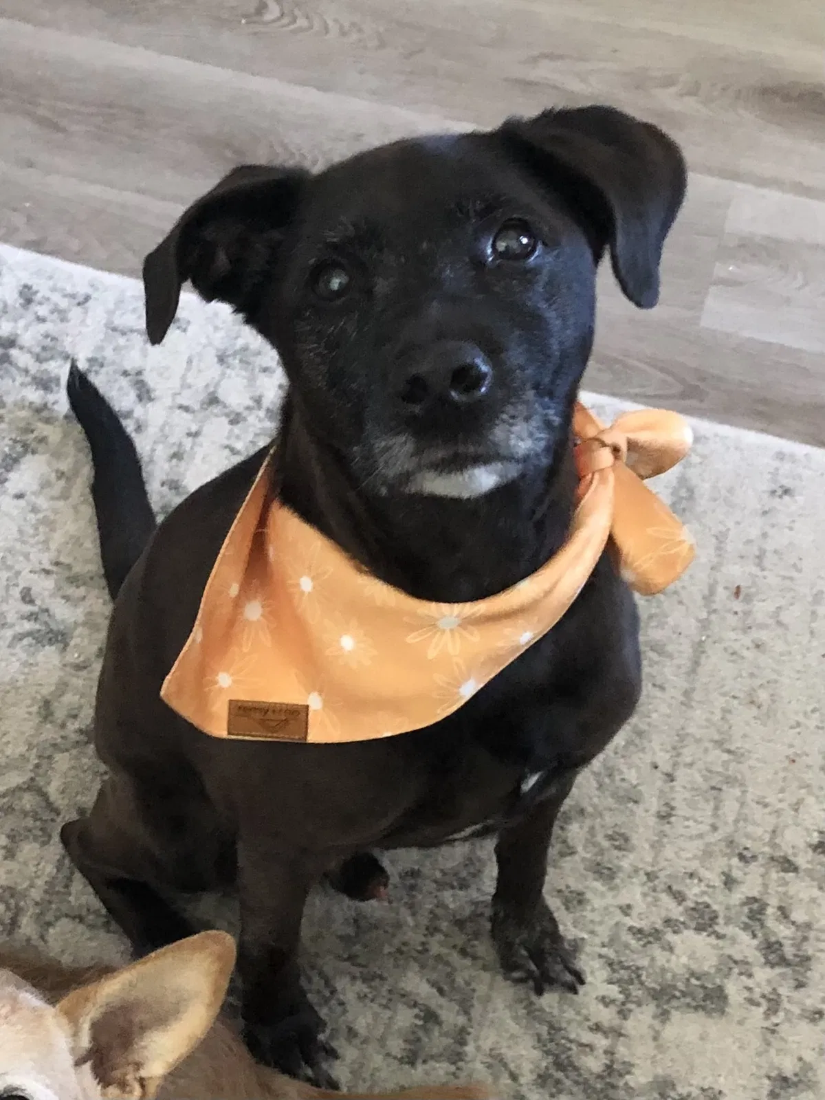 Lost dog in Saint Petersburg, FL, 33712