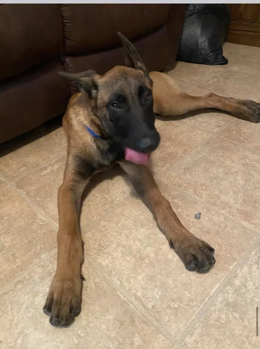 Lost dog in Pascagoula, MS, 39567