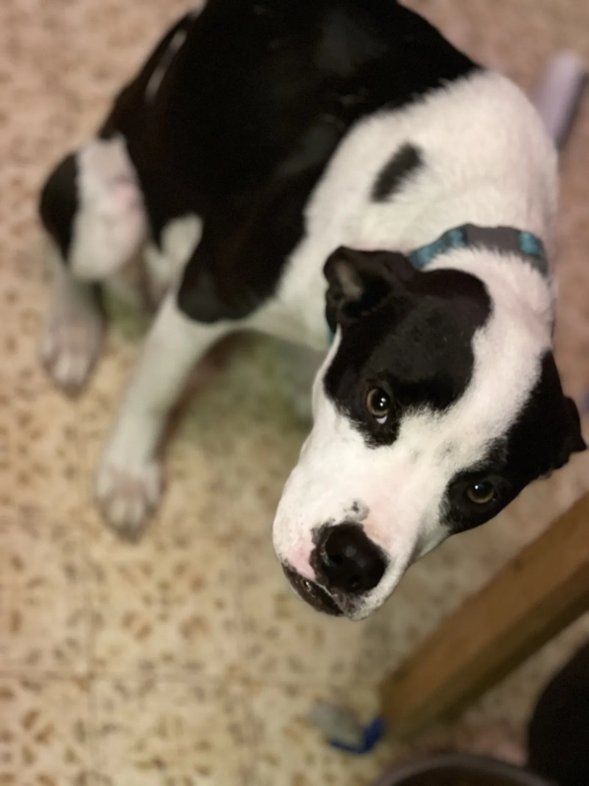 Lost dog in Springfield, MO, 65803