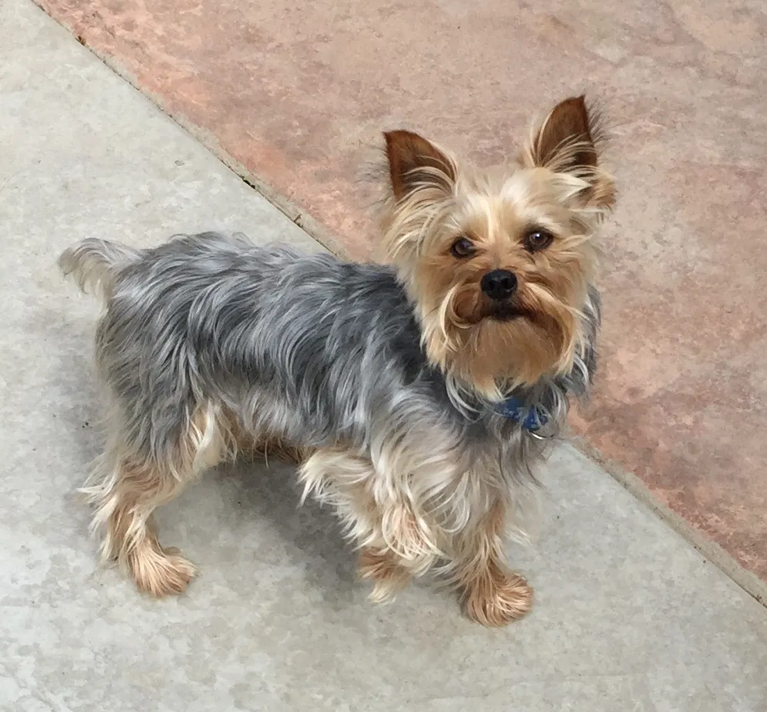 Lost dog in Elk Grove, CA, 95757
