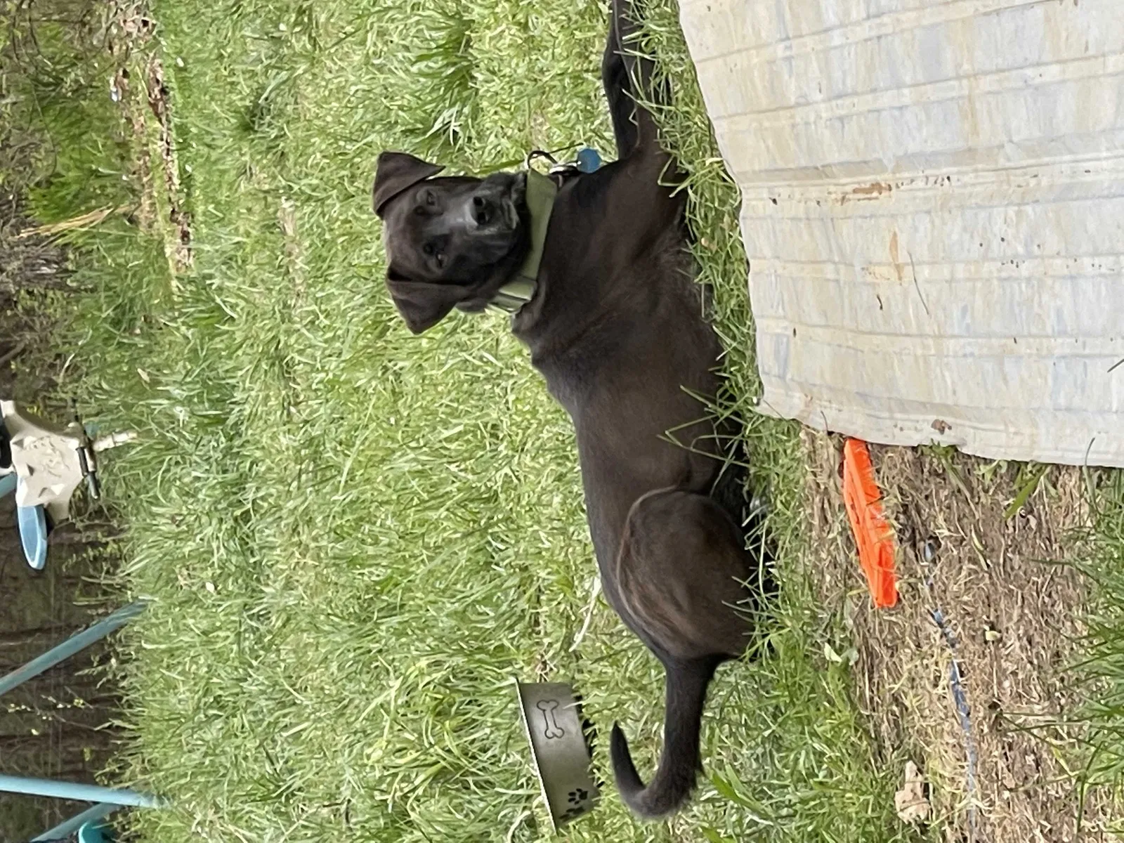 Lost dog in Springfield, MO, 65803