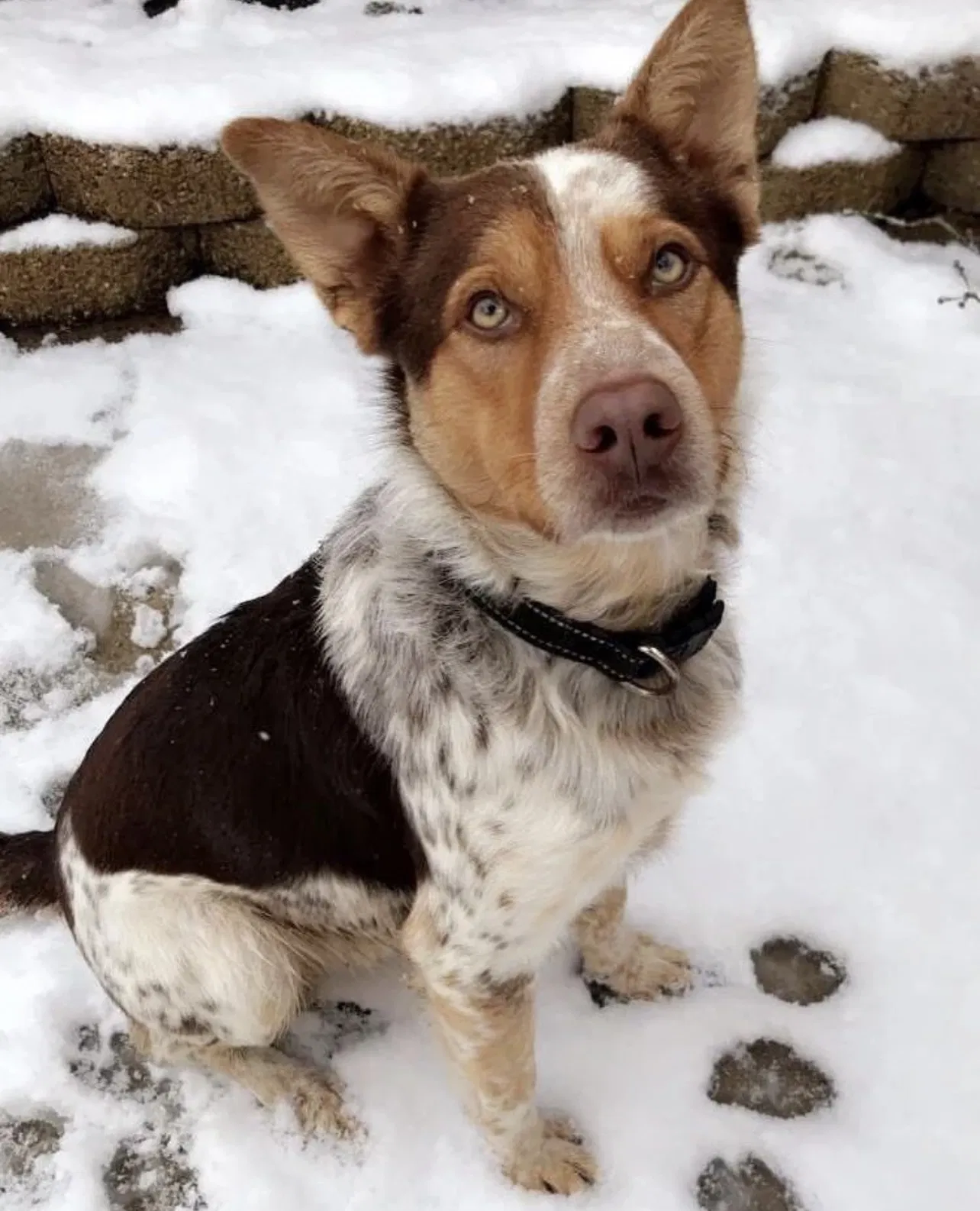 Lost dog in Denton, TX, 76209