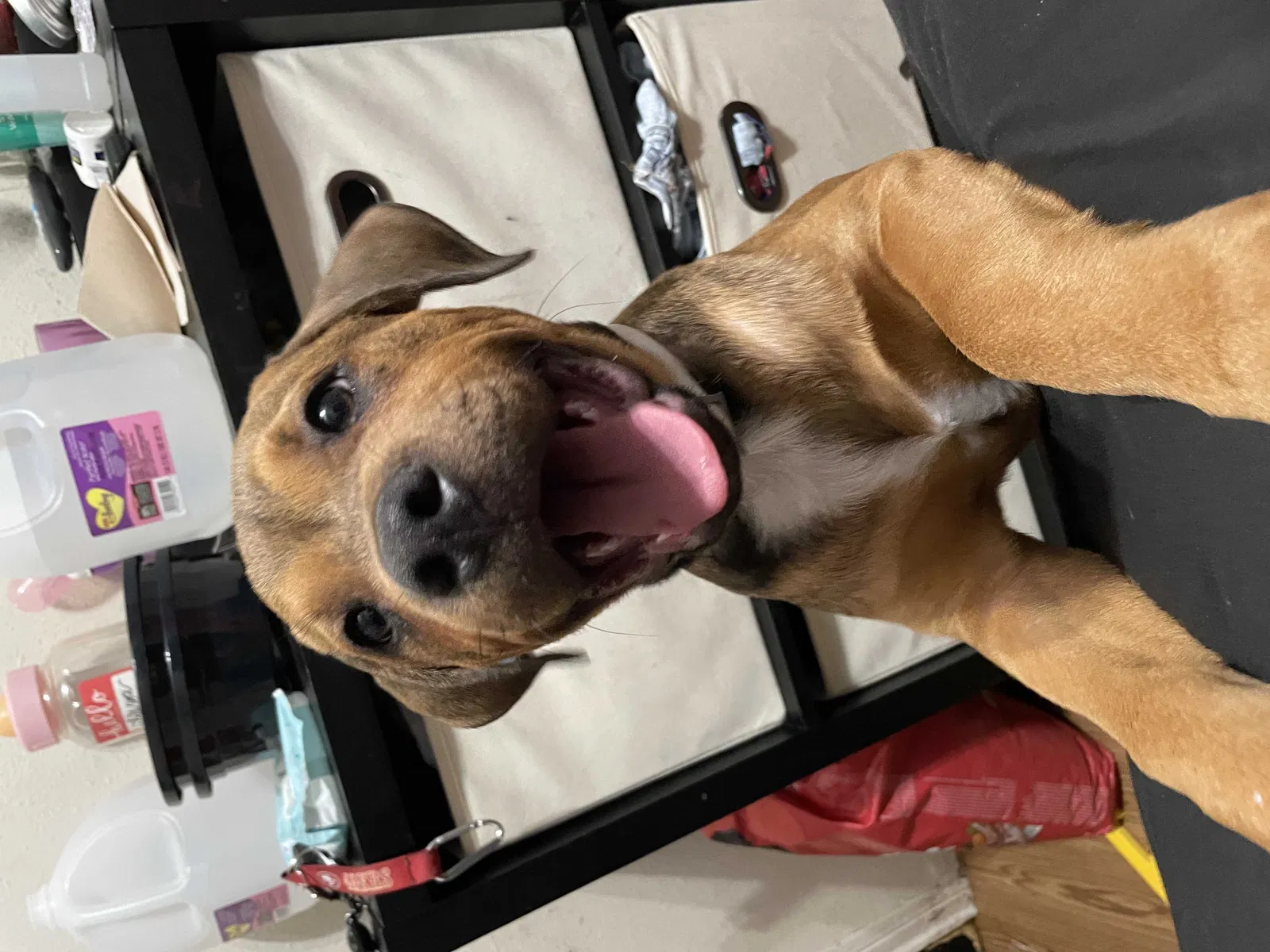 Lost dog in Austin, TX, 78735