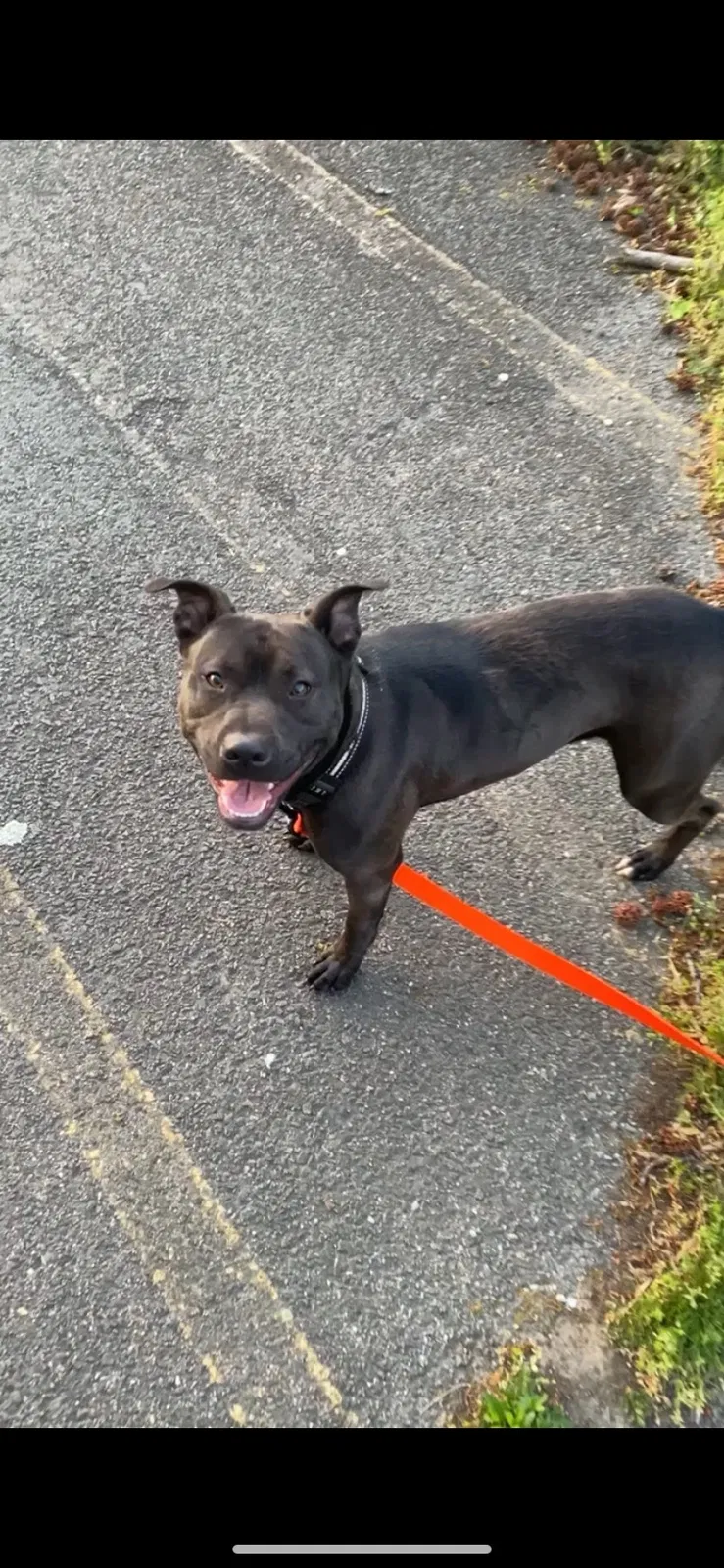 Lost dog in Oxon Hill, MD, 20745