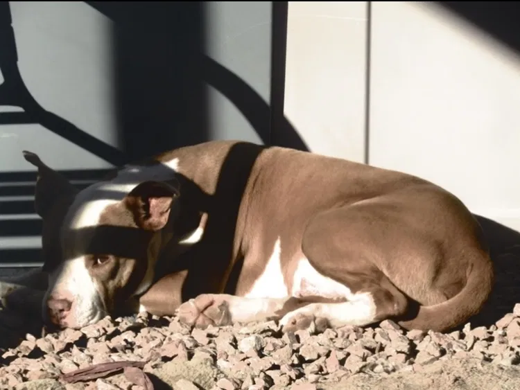 Lost dog in Tucson, AZ, 85746