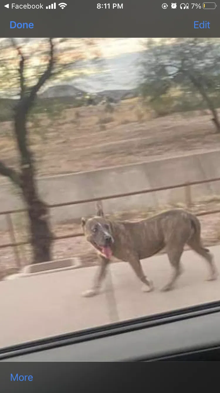 Lost dog in Tucson, AZ, 85746