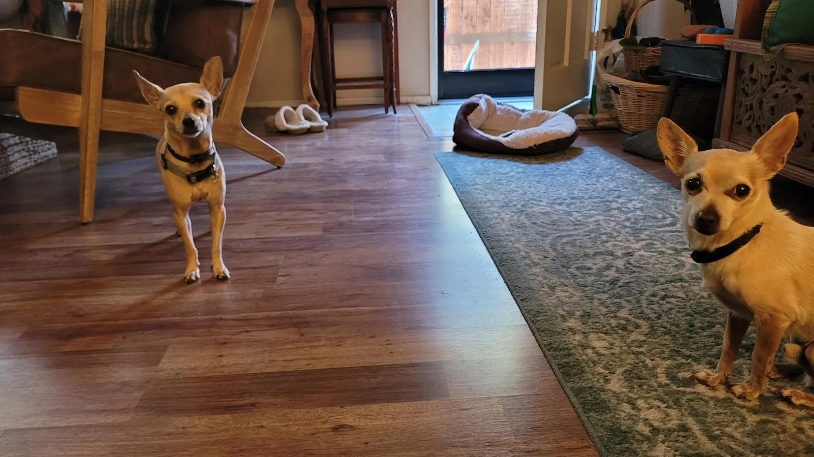 Found dog in Signal Hill, CA, 90755