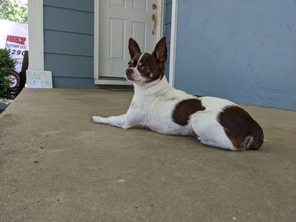 Lost dog in Wichita, KS, 67212
