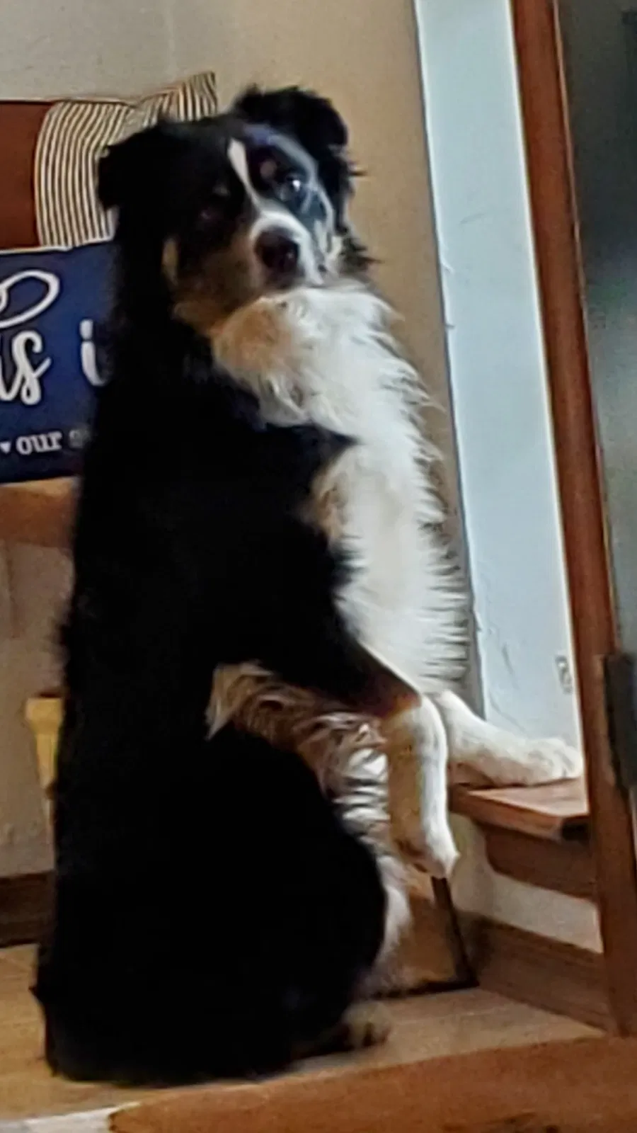 Lost dog in Guthrie, OK, 73044