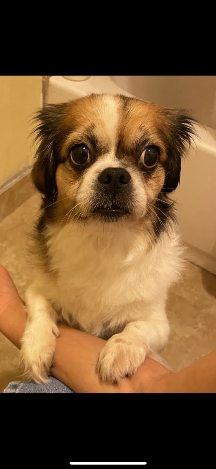 Lost dog in Phoenix, AZ, 85041