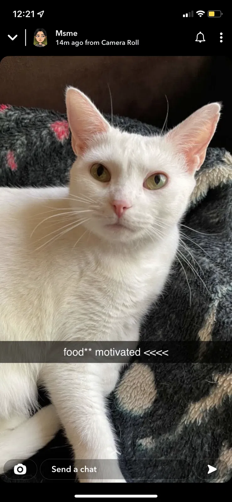 Lost cat in Greensboro, NC, 27455