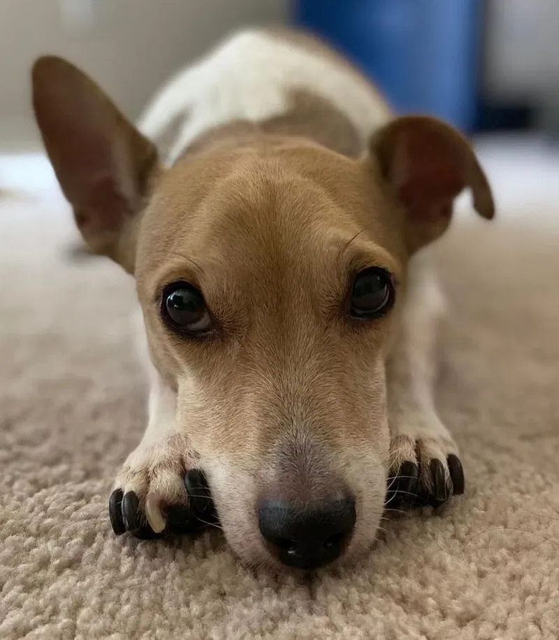 Lost dog in Dallas, TX, 75206