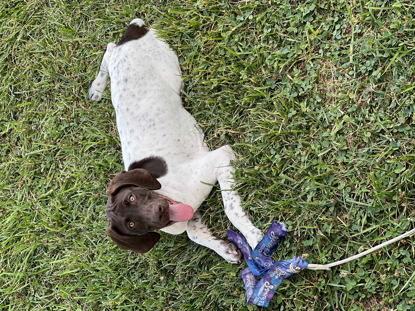 Lost dog in Asheboro, NC, 27205