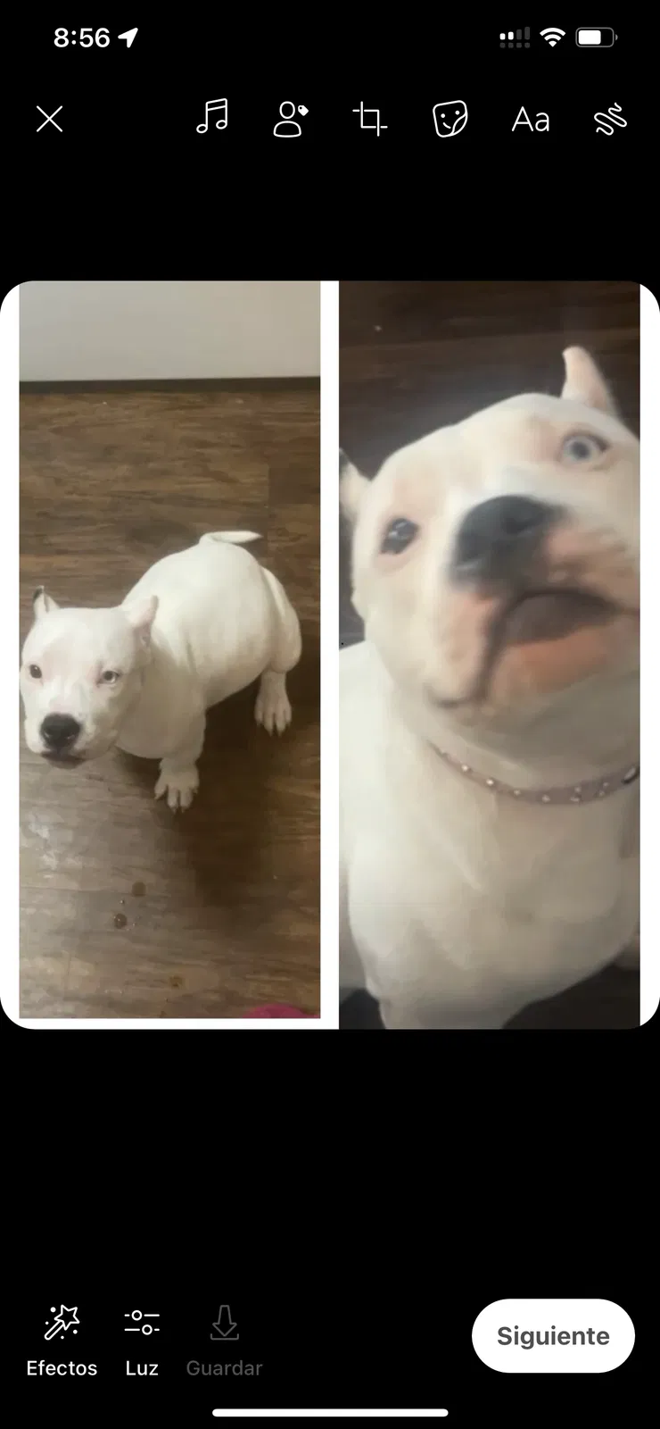 Lost dog in Tampa, FL, 33612