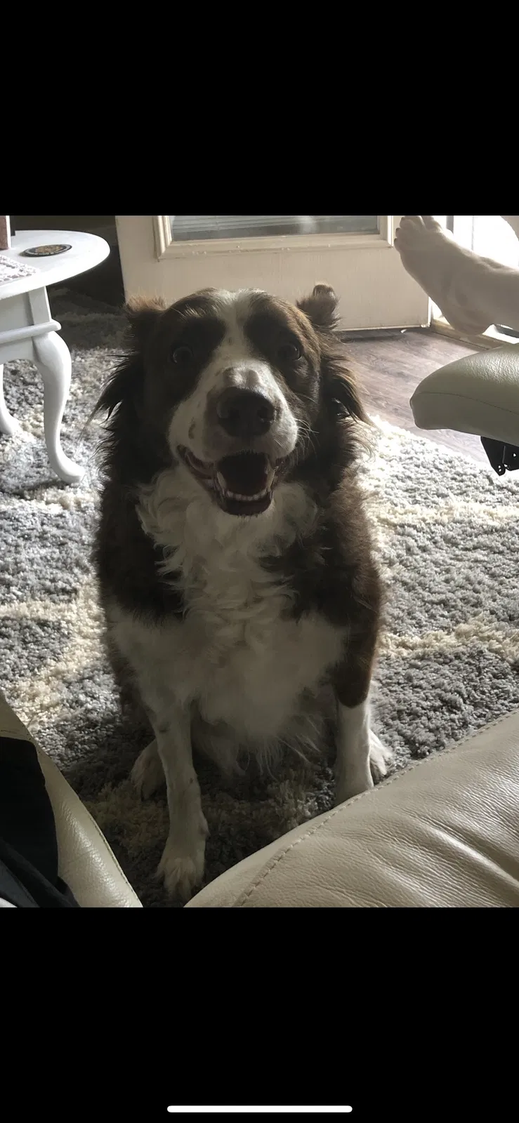Lost dog in Killeen, TX, 76549