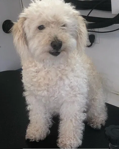 Lost dog in Fairfield, CA, 94533