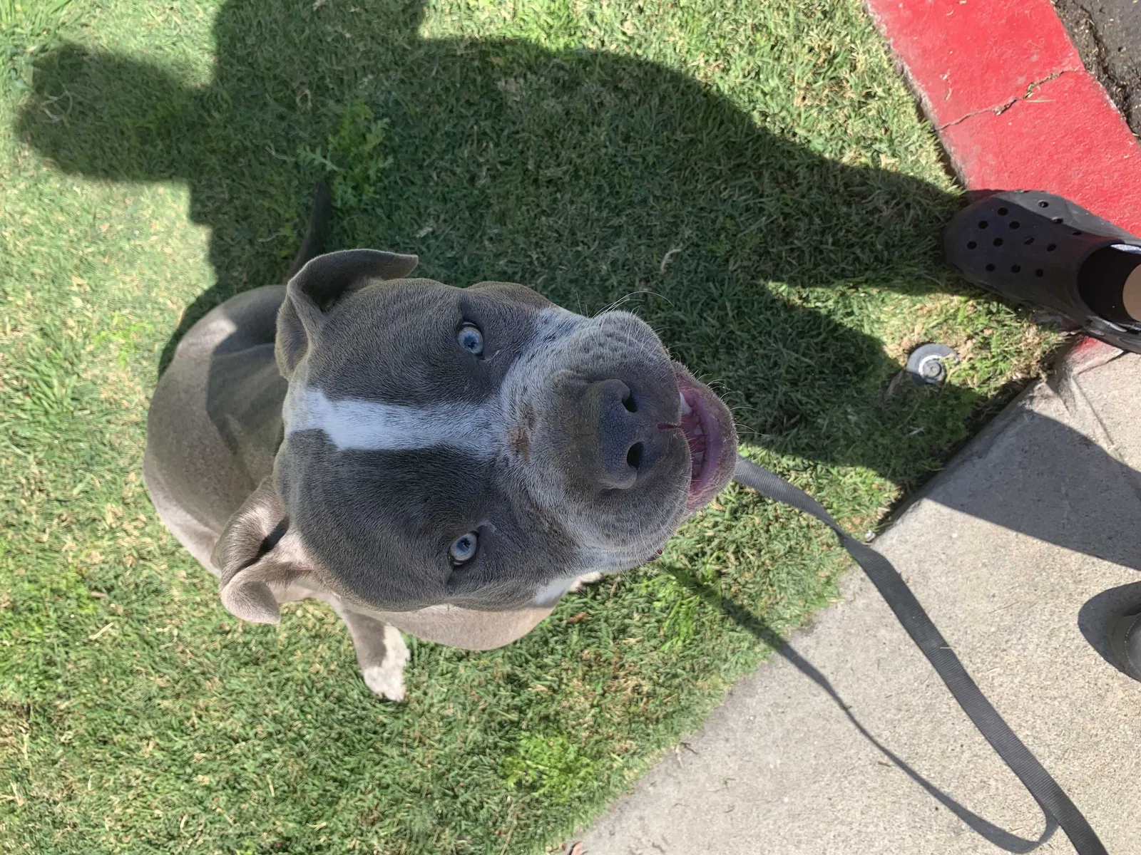 Lost dog in Compton, CA, 90221