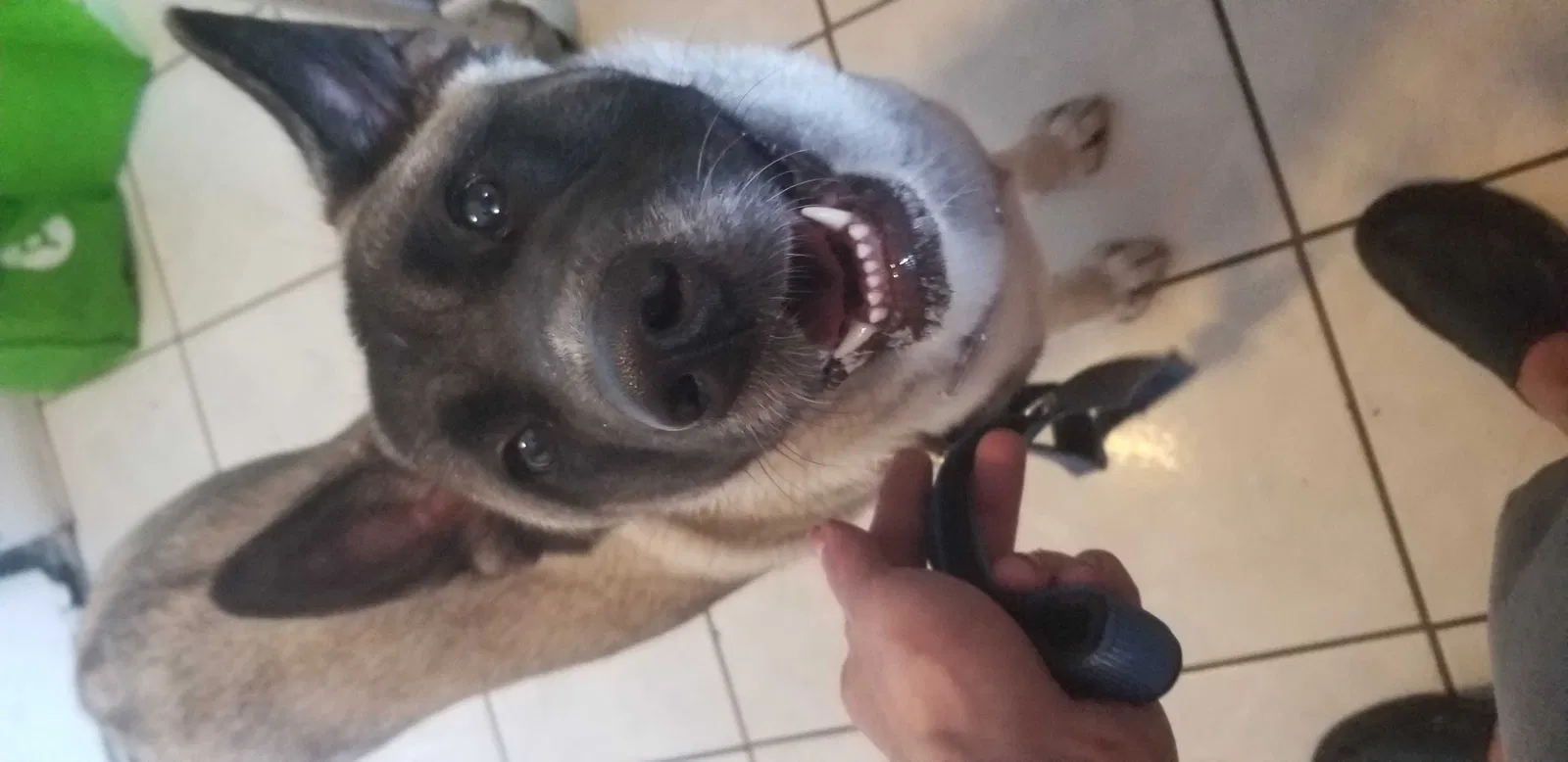 Lost dog in Miami, FL, 33150