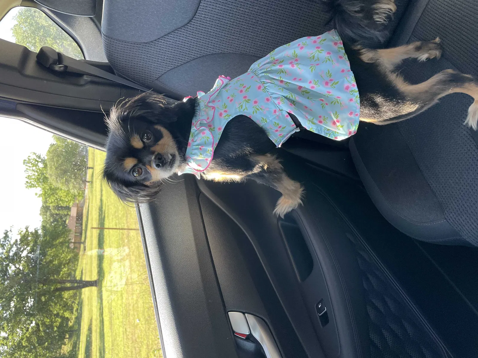 Lost dog in Oklahoma City, OK, 73165