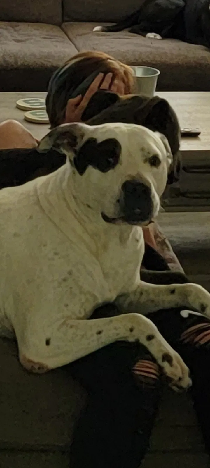 Lost dog in Paw Paw, MI, 49079