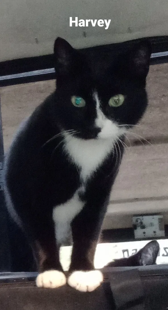 Lost cat in Post Falls, ID, 83854