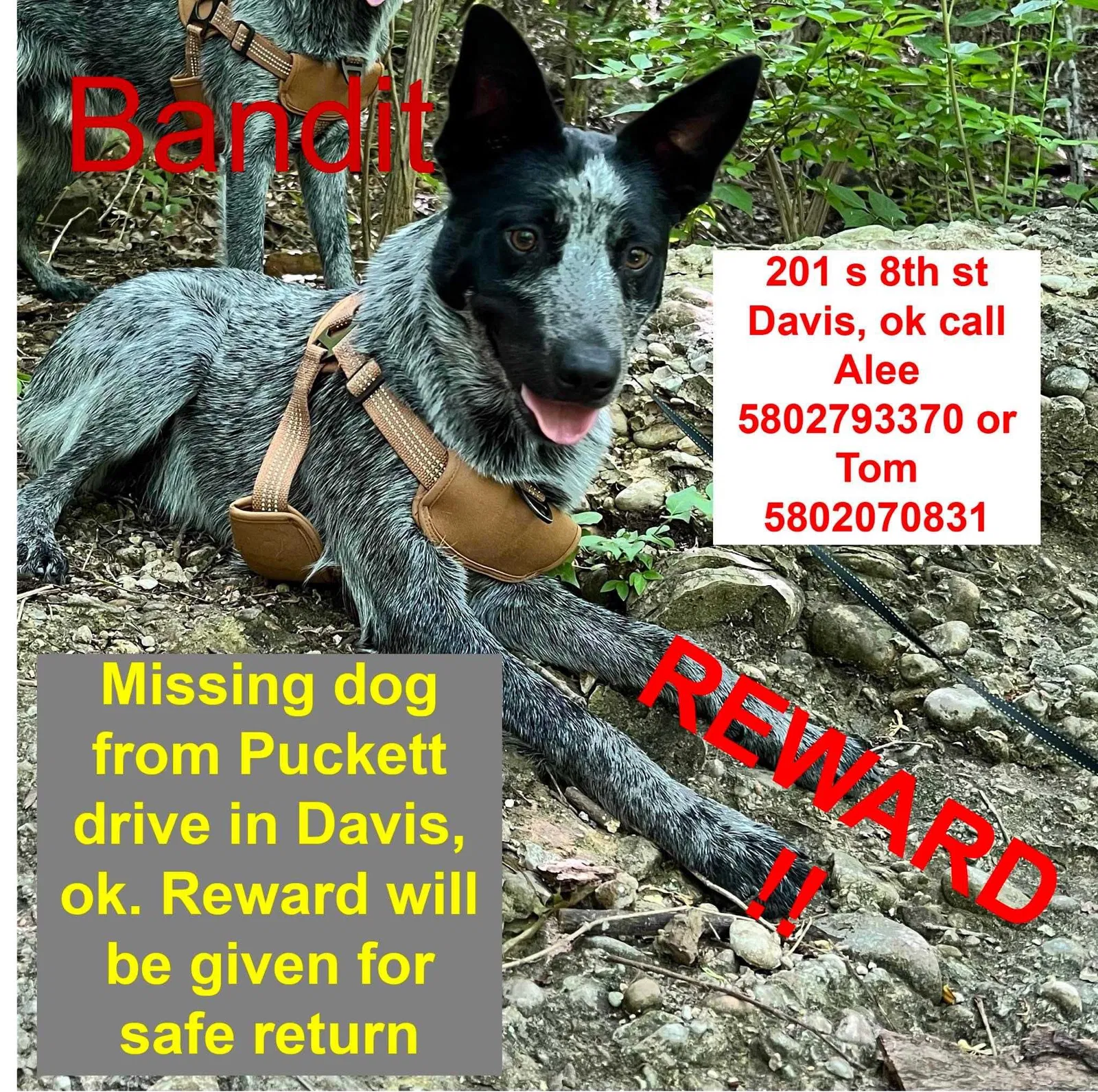 Lost dog in Davis, OK, 73030