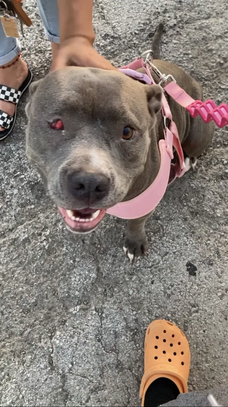 Lost dog in Grand Prairie, TX, 75051