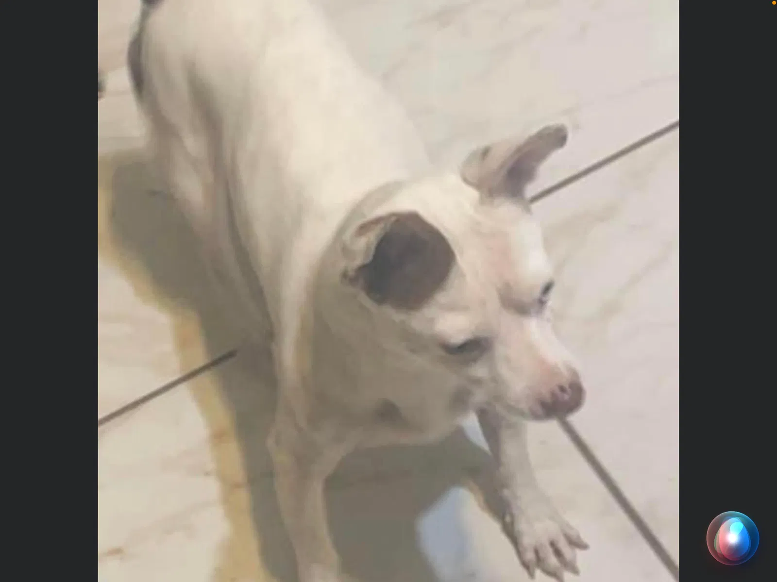 Lost dog in Garland, TX, 75044